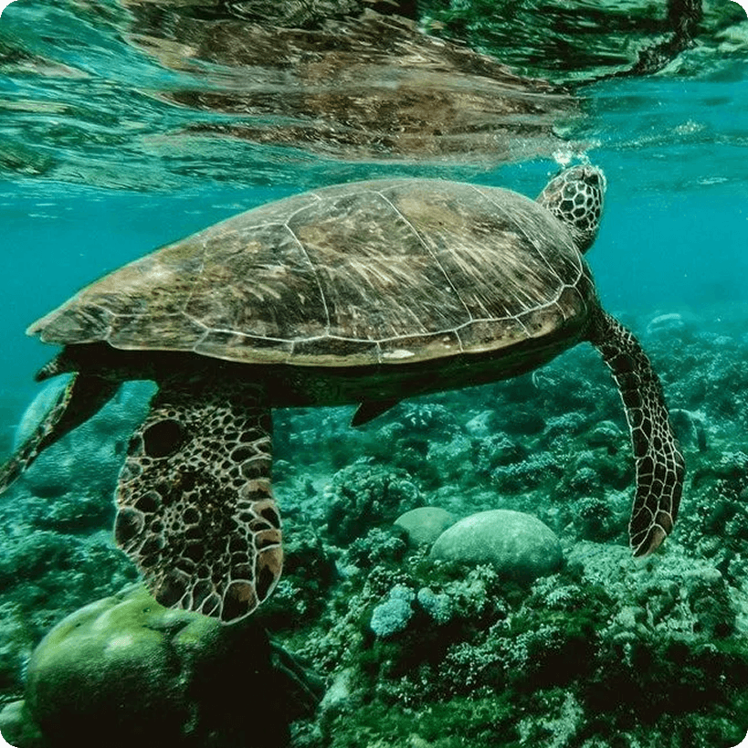 A sea turtle